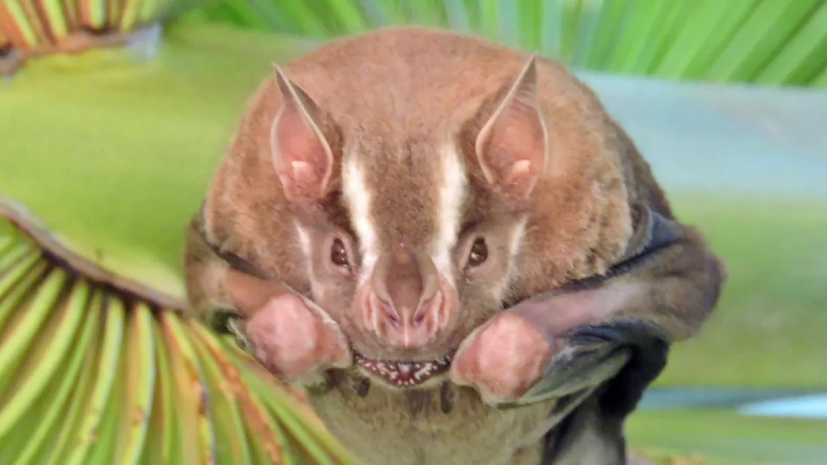 Paraguay suma ciencia: descubren una nueva especie de murciélago y el país gana protagonismo regional