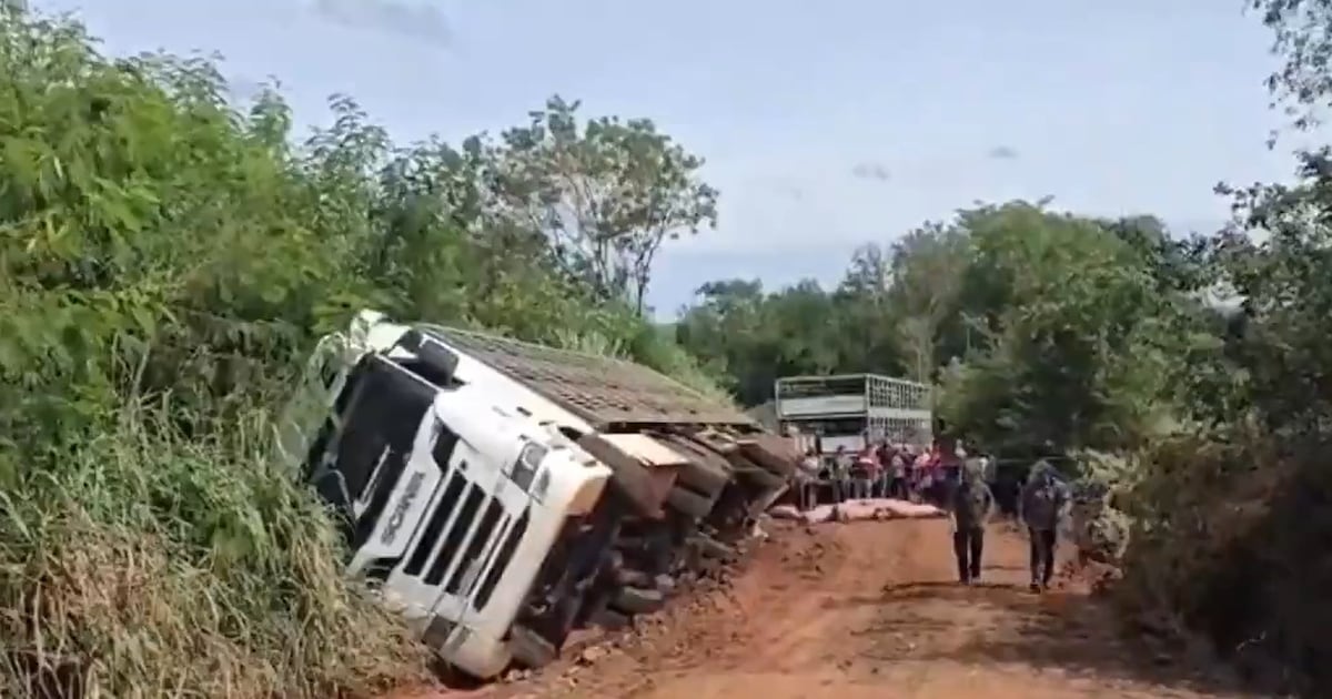 Camión que llevaba cerdos volcó y murieron más de 100 animales en Itapúa