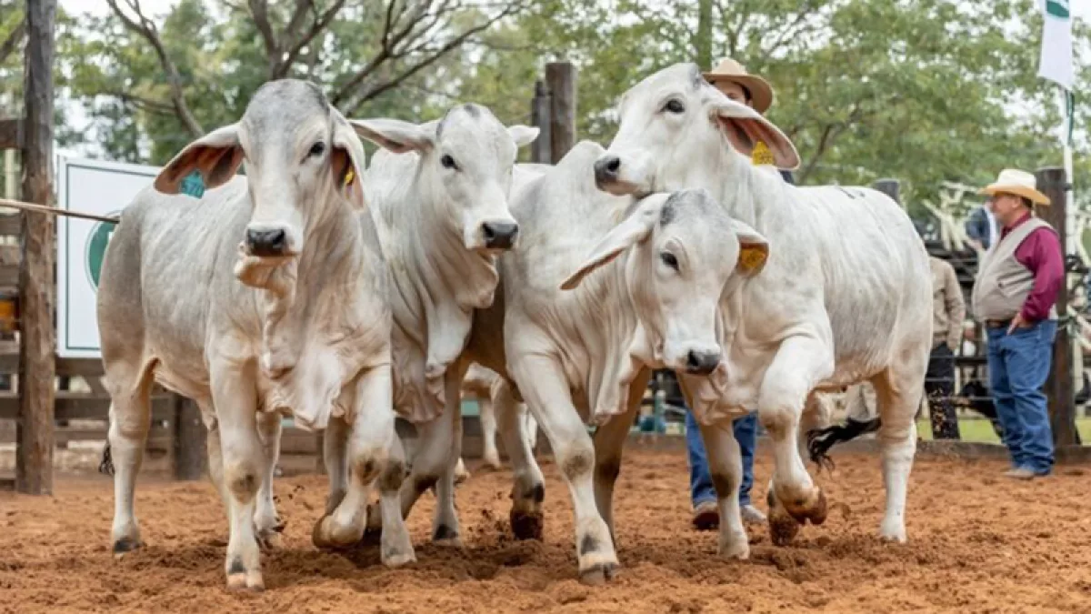 Nacional Brahman 2026: con 3.500 animales en pista, apuntan a duplicar ingresos en Neuland