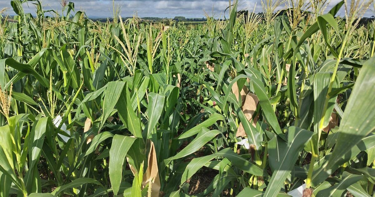 Cultivo de soja creció casi 50 mil hectáreas frente a merma de maíz y arroz