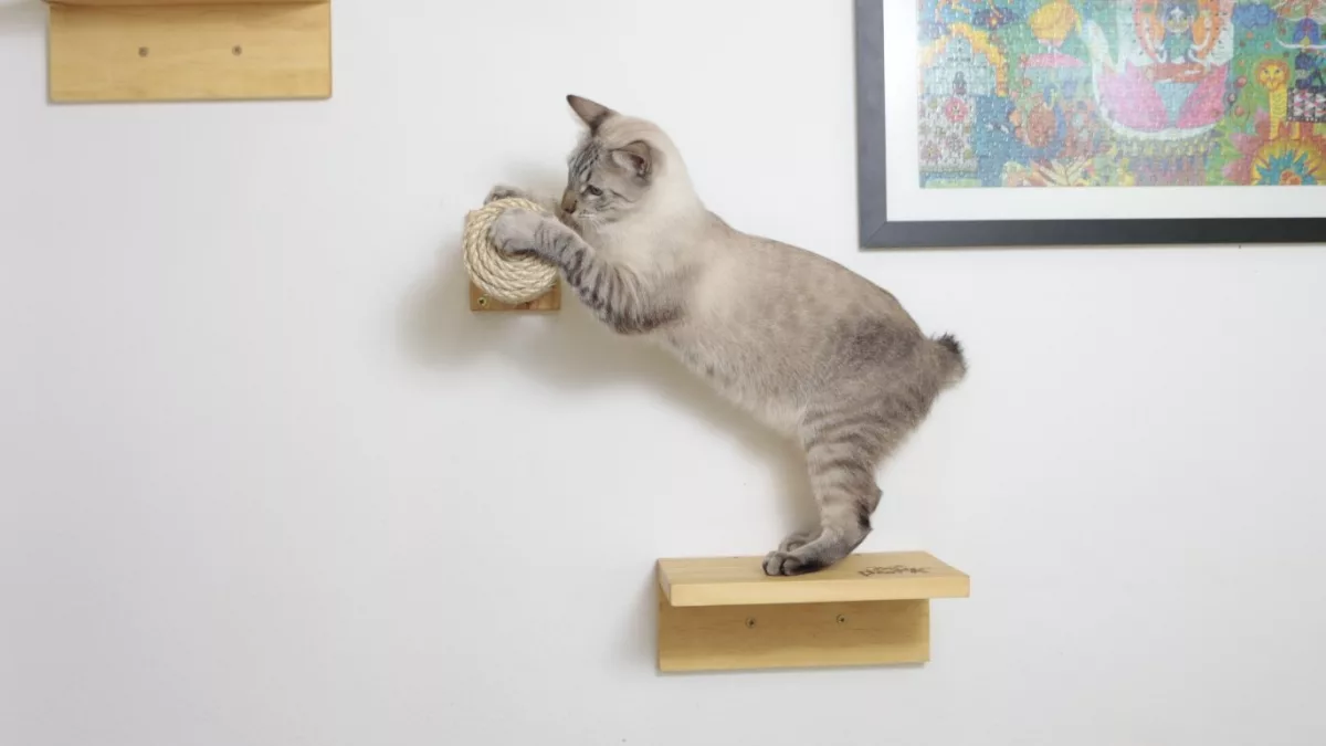 Cat Park fabrica parque de diversiones para gatos (y a la medida de tu espacio)