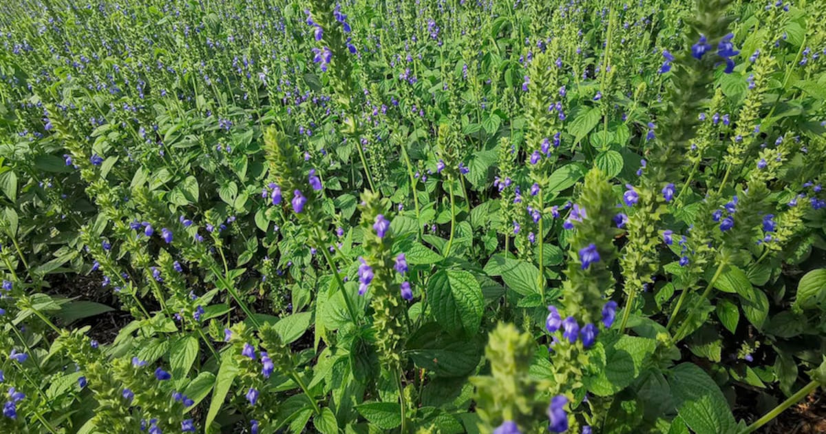 Paraguay registra crecimiento del 14% en exportaciones de chía durante el primer trimestre