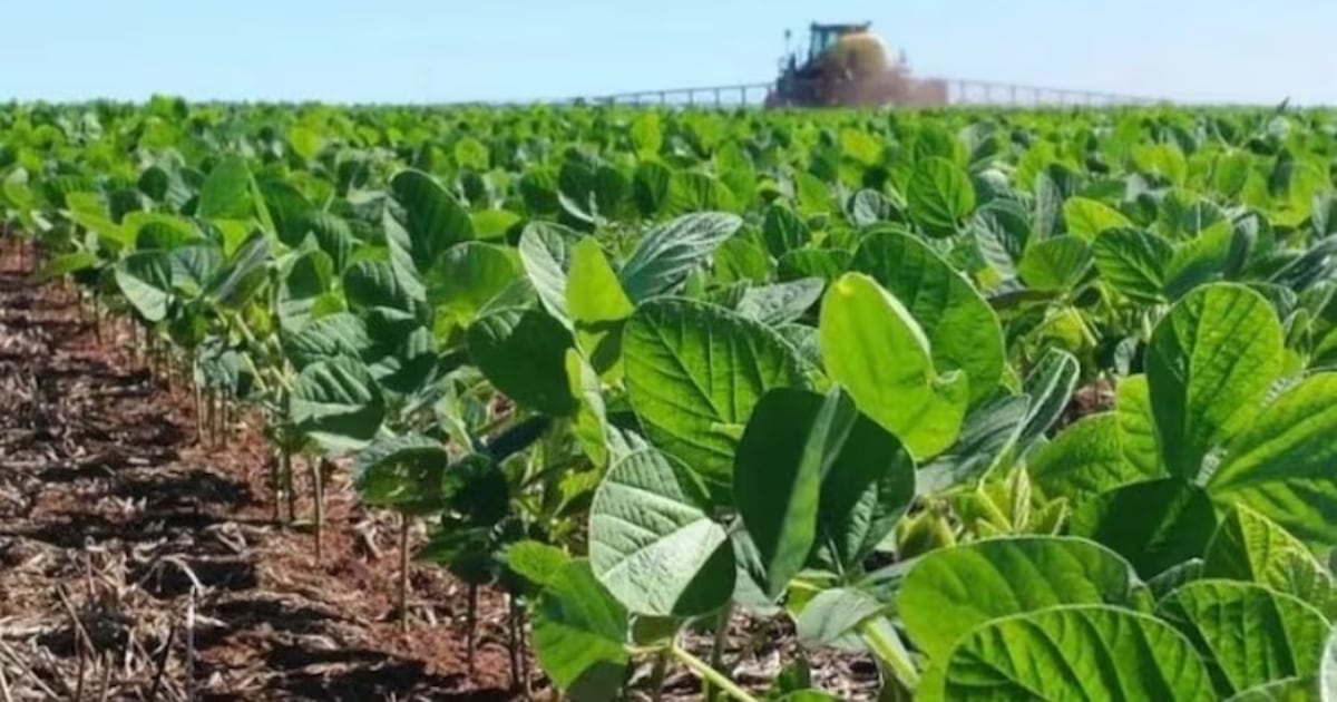 Soja gana terreno mientras que el arroz y el maíz retroceden en la zafra 2025-2026