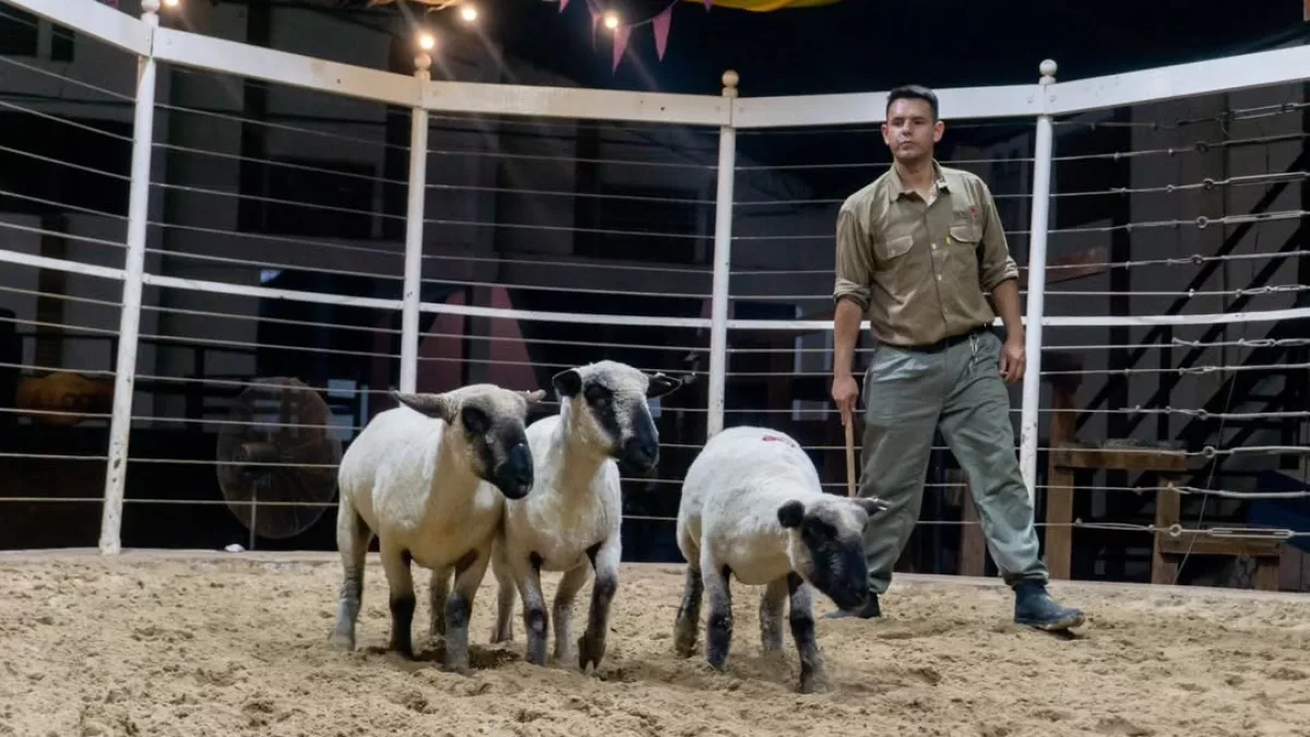 La etiqueta de remate de Hampshire Down: 100% de los lotes fueron preofertados