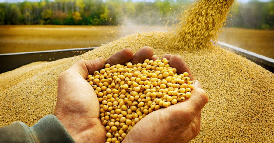 Soja registra crecimiento significativo en exportaciones durante el primer trimestre
