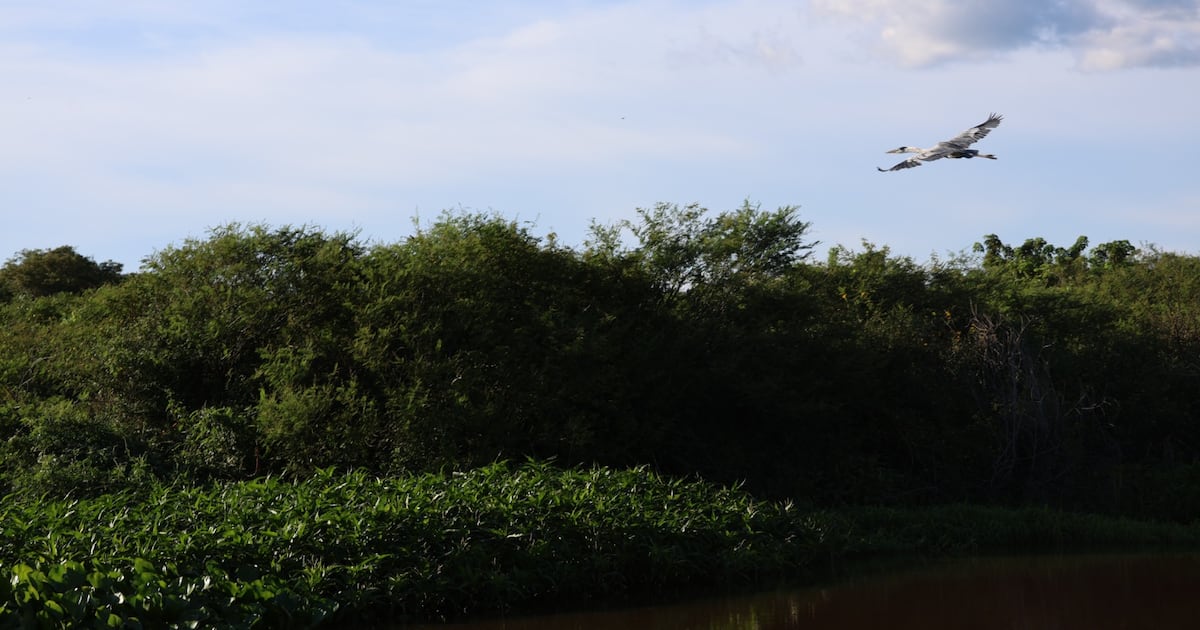 Inventario Forestal Nacional 2026: Infona evidencia rol de los bosques en Paraguay