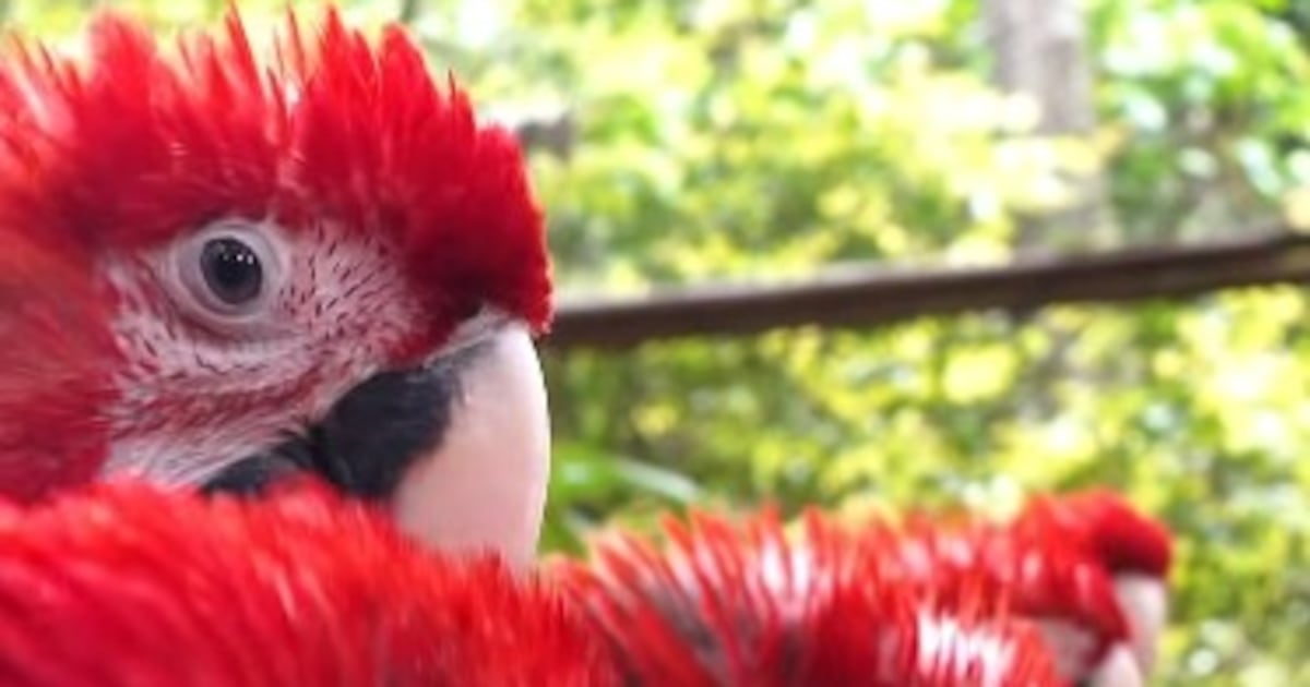 Guacamayos rojos que fueron rescatados serán liberados y desplegarán toda su belleza