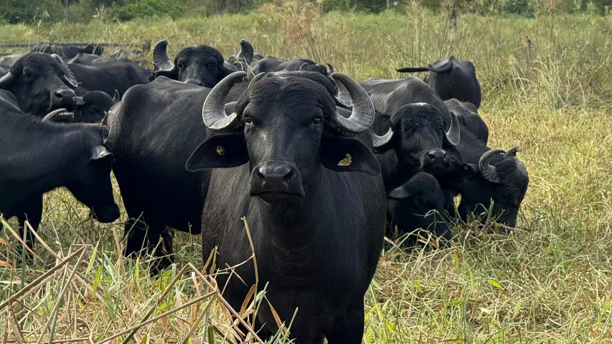 Hato bubalino crecería hasta 20% este año y gremio acelera importación desde Argentina