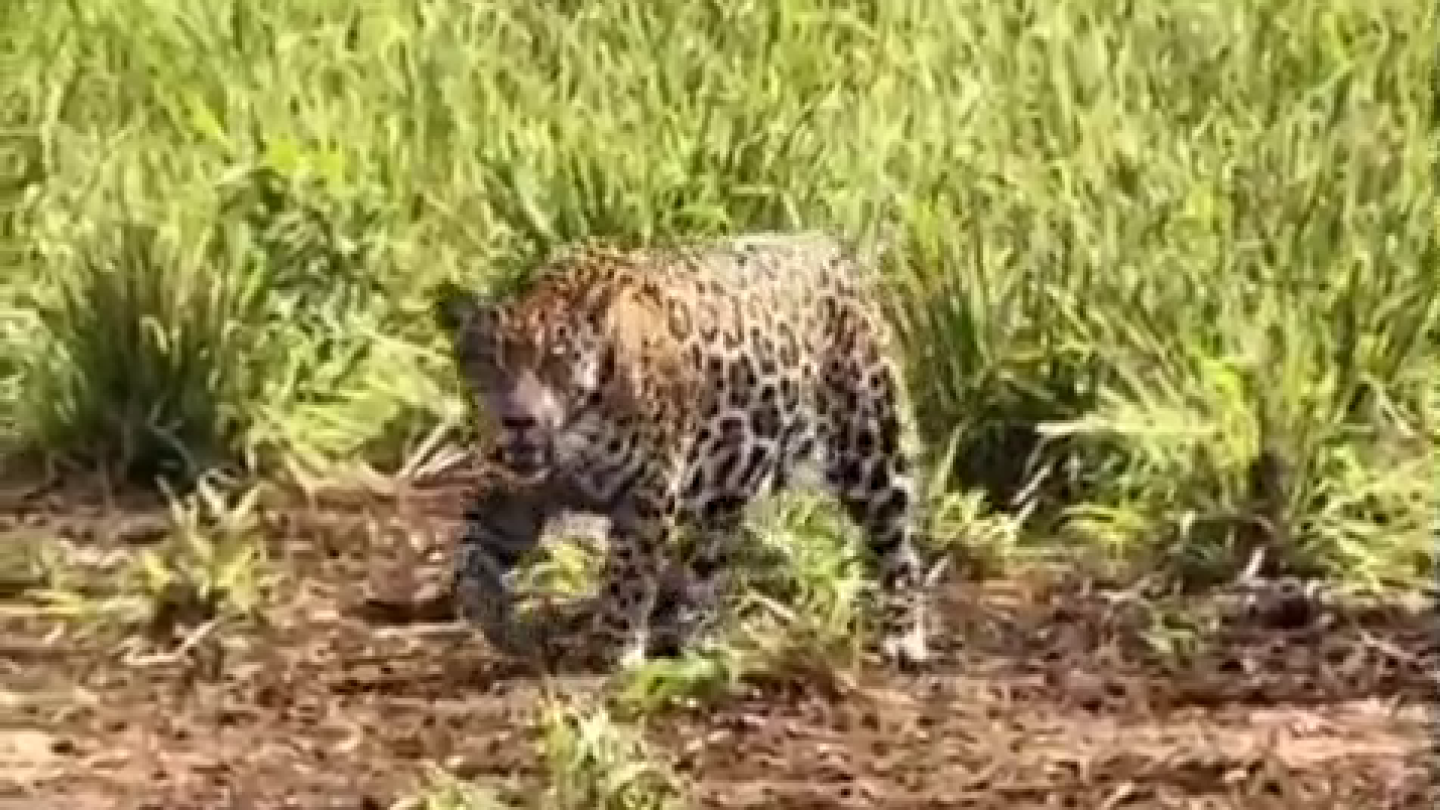 Avistan un yaguareté por primera vez en colonia de Amambay: Sería hembra y estaría embarazada