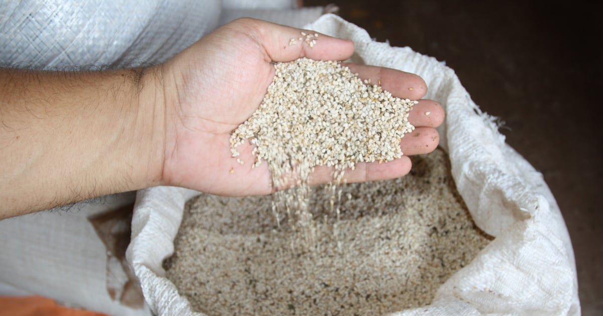 Paraguay y Perú fortalecen certificación fitosanitaria y oportunidades de exportación