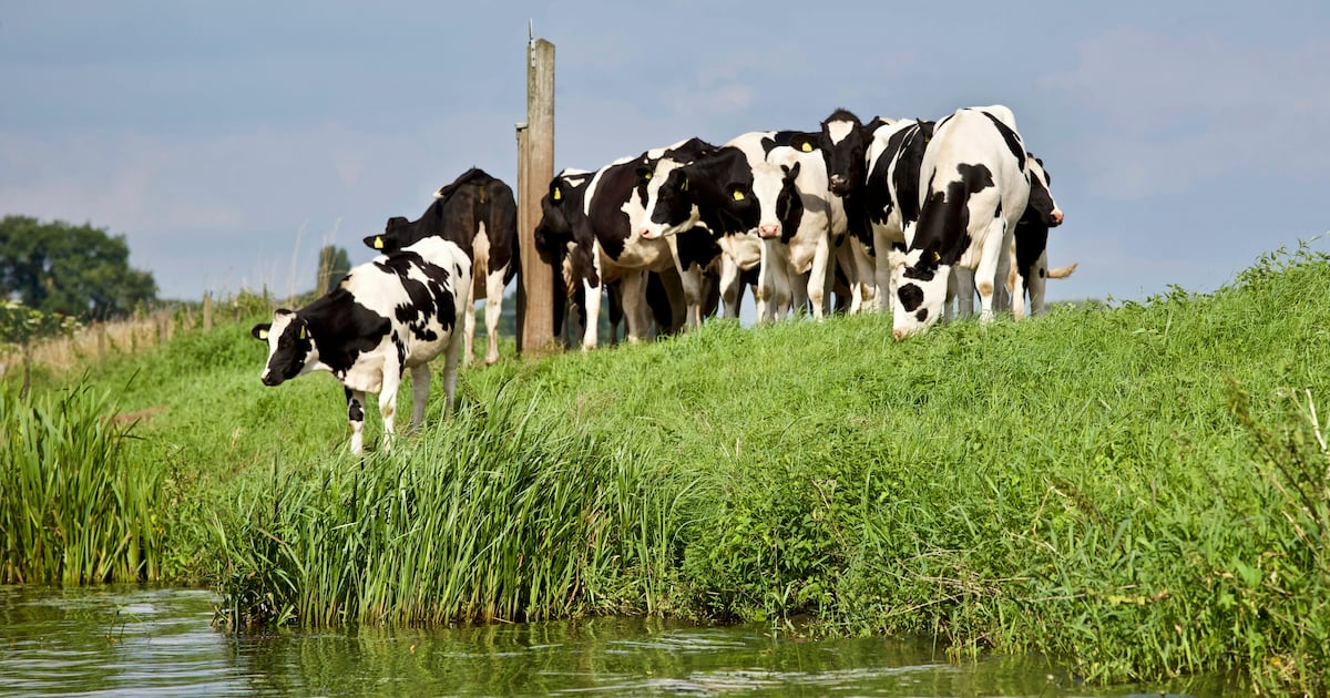 Plan forrajero mejora la productividad láctea