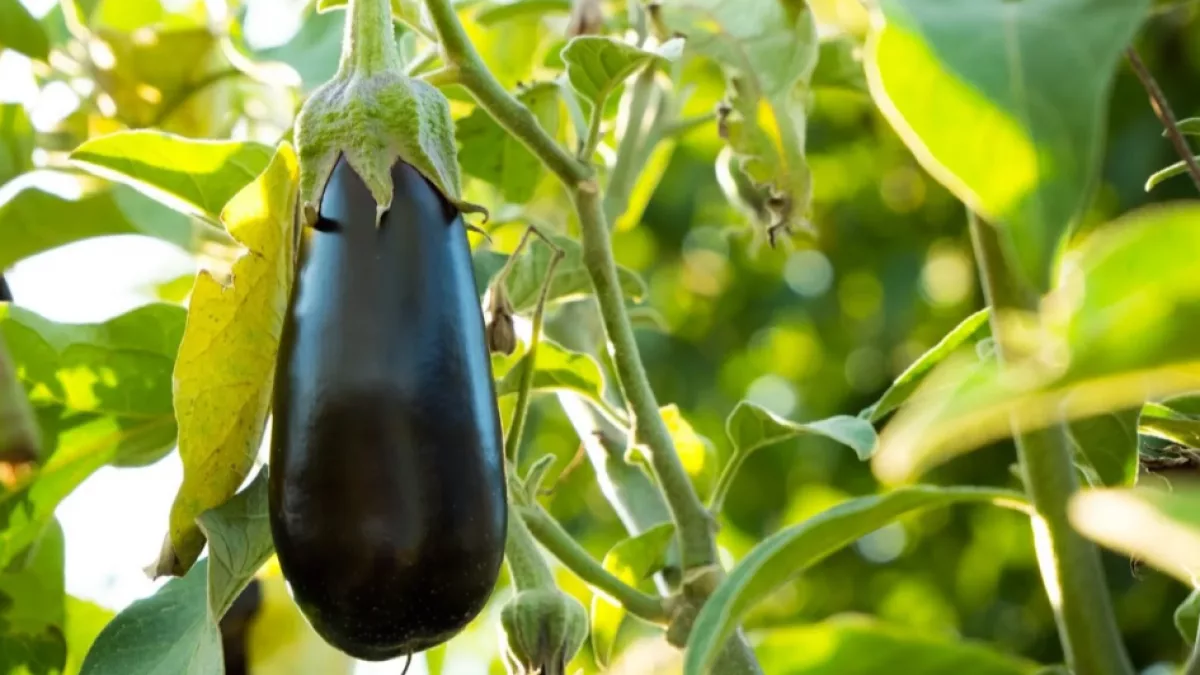 Nueva Italia acelera con huertas que superan 1.000 cajas de berenjena al año