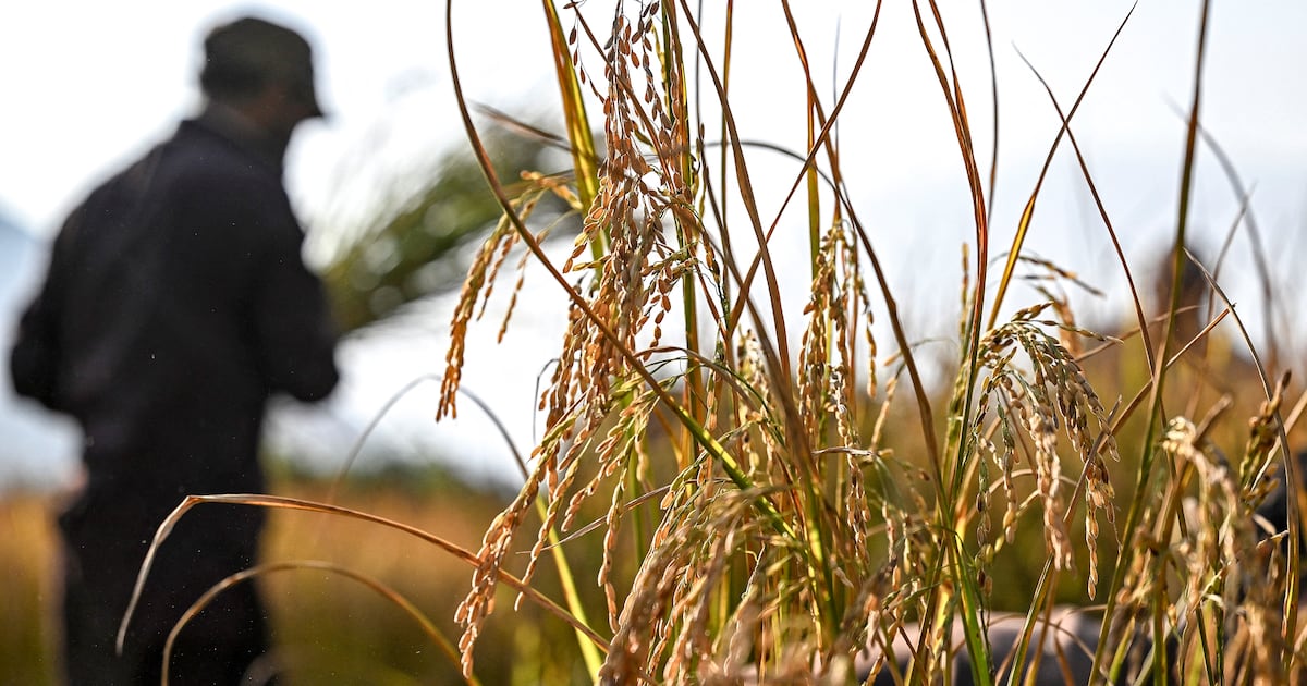 Sector agropecuario destaca al trabajador rural como pilar de la economía