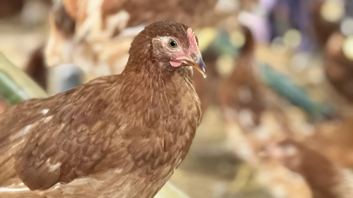 Productores paraguayos adoptan la crianza free range para el bienestar de las gallinas