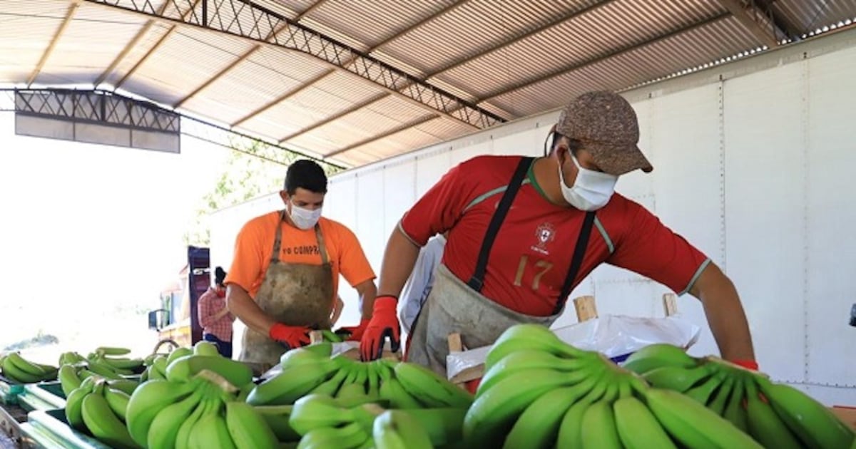 Baja del dólar y combustible caro agobian a productores de bananas