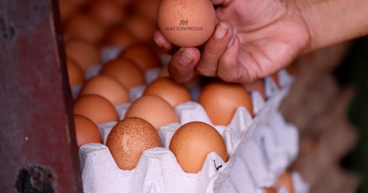 Mercado de huevos enfrenta precios bajos por exceso de oferta