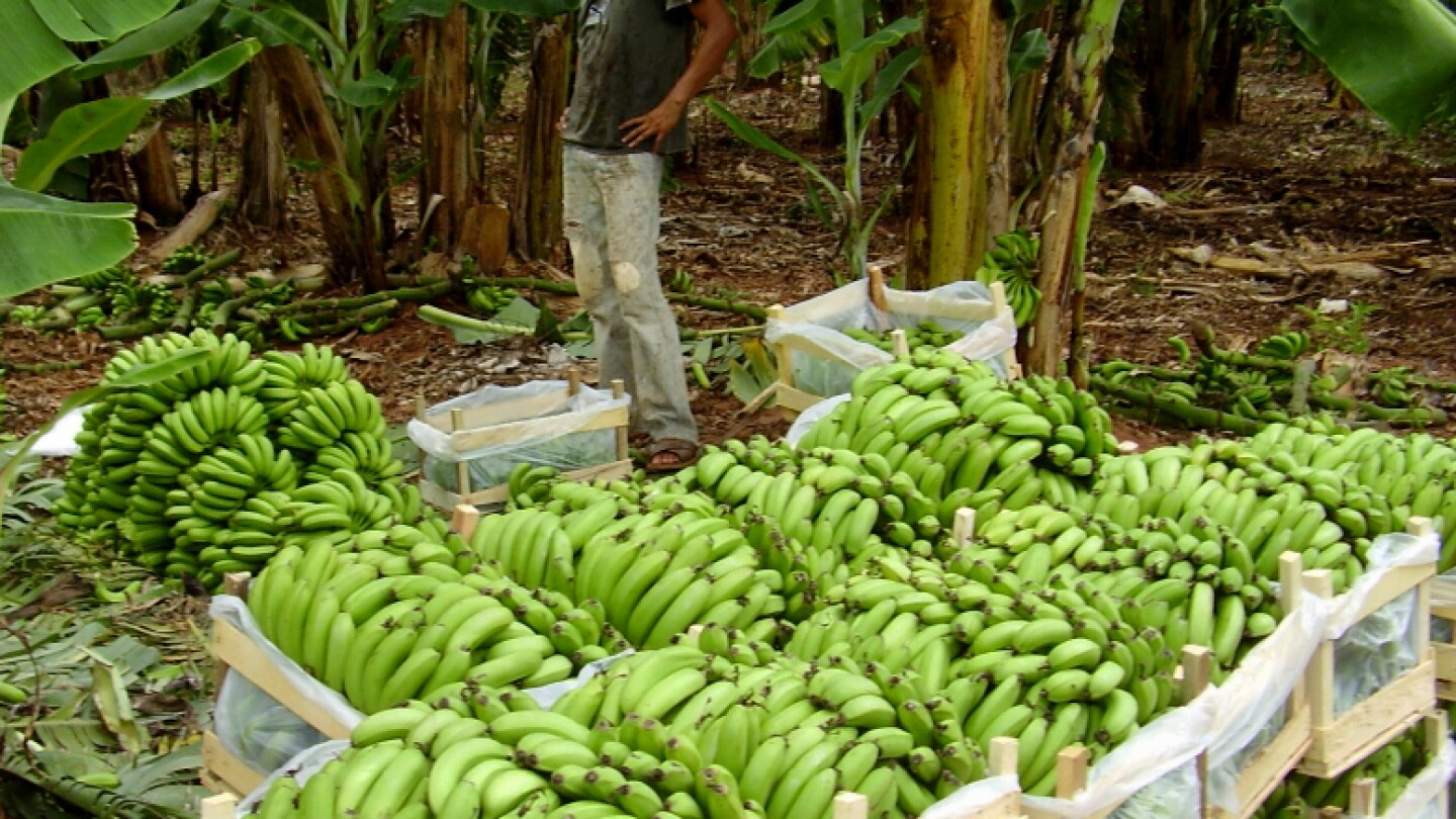 Sector bananero enfrenta desafíos por apreciación del guaraní