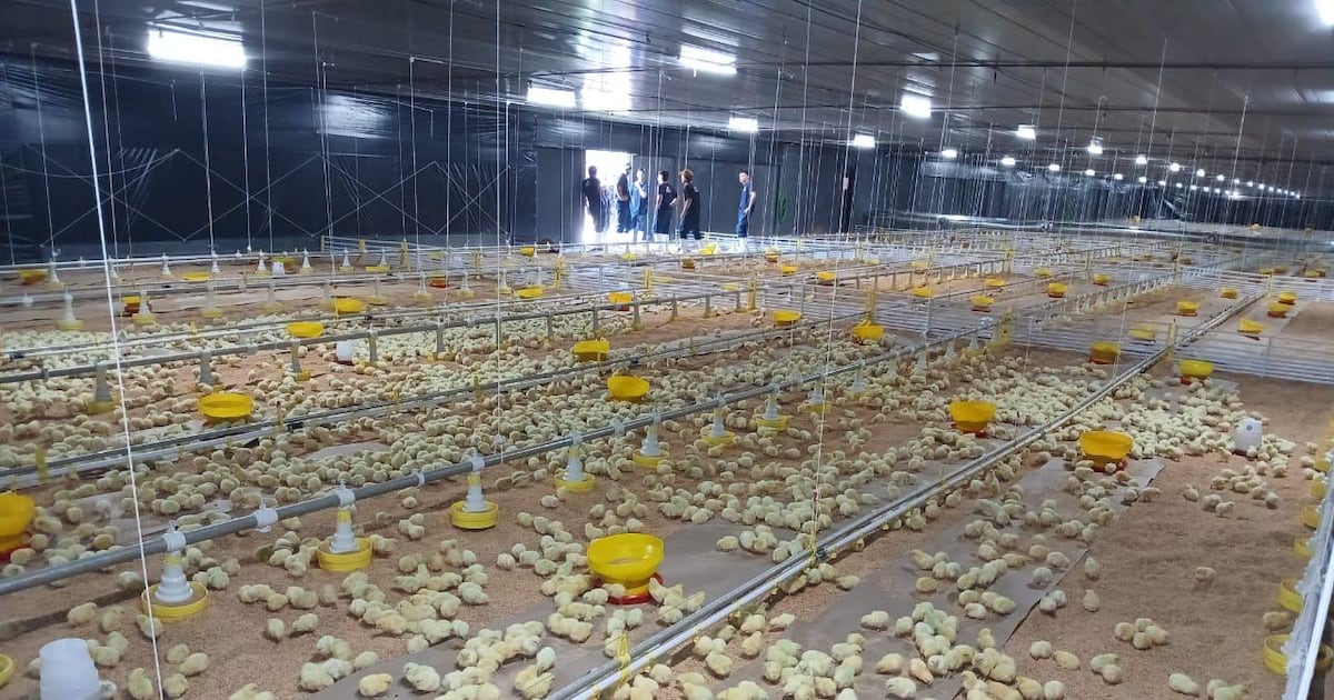 Inversión de USD 50 millones apunta a convertir a Yhú en el nuevo polo avícola del país