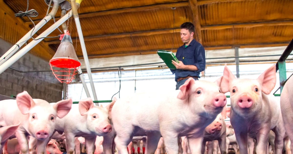 Sector porcino paraguayo proyecta crecimiento del 20% con apertura de nuevos mercados