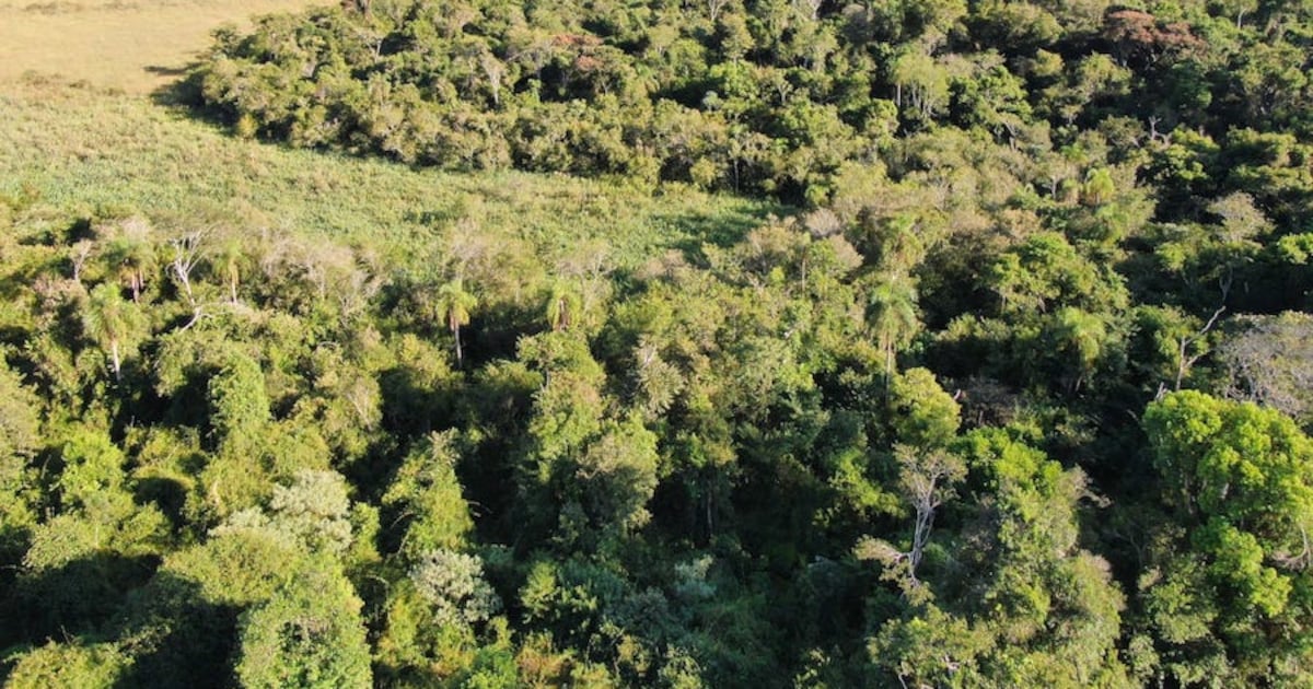 Protección de bosques, una alternativa para desarrollar economía y paisaje