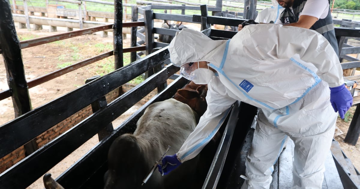 Reafirman capacidad de respuesta sanitaria tras finalización de simulacro de fiebre aftosa