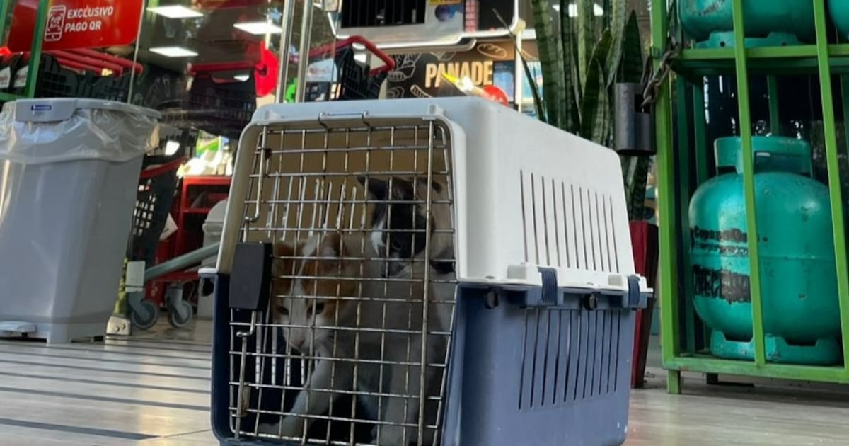 Rubito y Rita regresan a su minimarket tras intervención de Defensa Animal