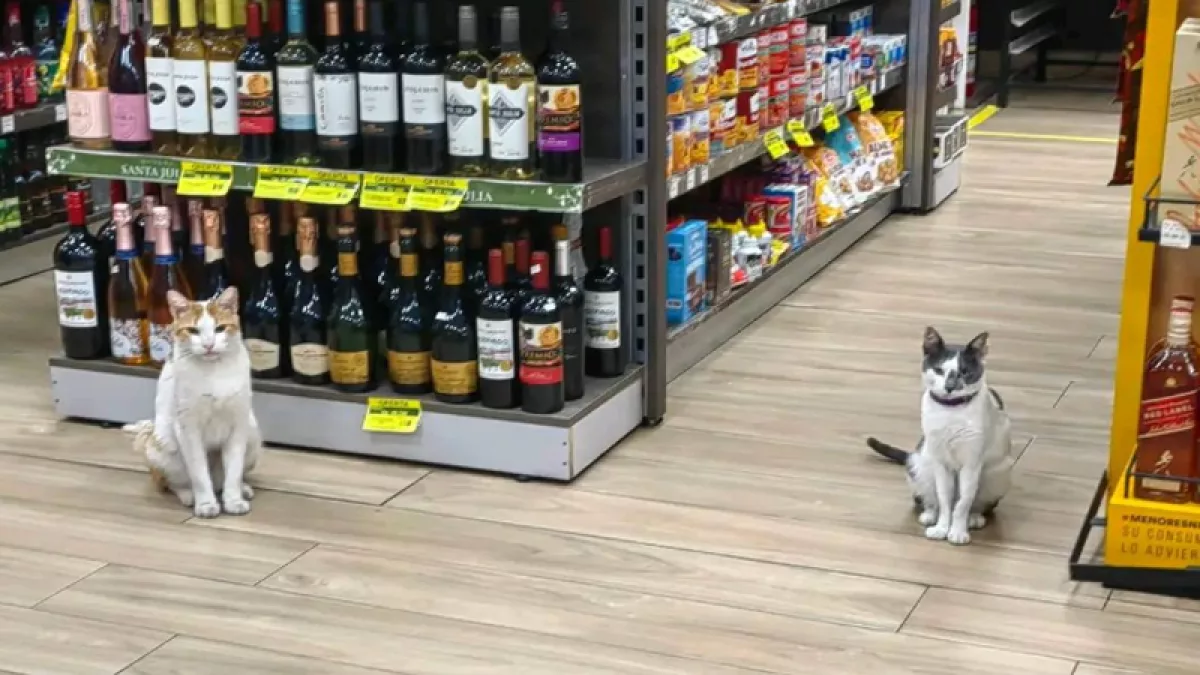 ¿Mascota o animal comunitario? El caso de los gatos del minimercado que abre el debate sobre la tenencia responsable