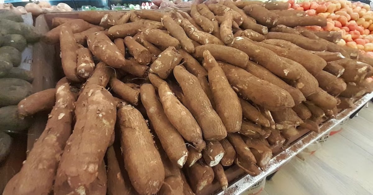 Impulsan estrategias para fortalecer la producción de mandioca y almidón paraguayo