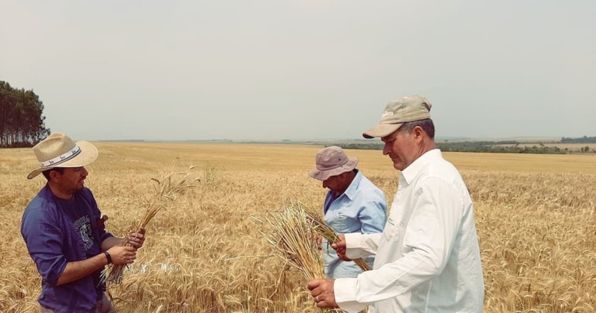 Argentina busca trigo paraguayo y abre nueva oportunidad comercial para el agro nacional