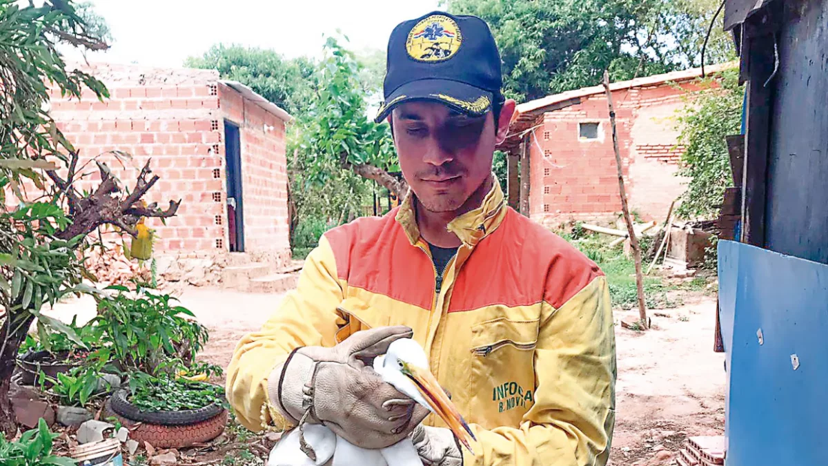 Ambulancia para mascotas y fauna silvestre: bomberos buscan G. 170 millones para concretar rescate de animales