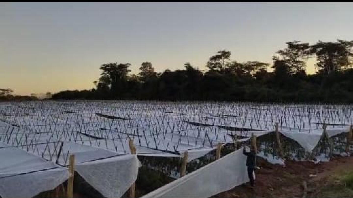 Aún no se registraron heladas con impacto en cultivos, pero sigue alerta por bajas temperaturas