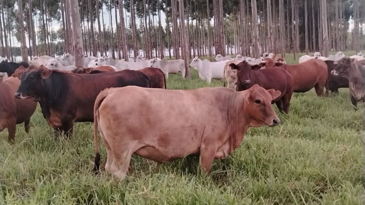 Ganado con más sombra, más confort y más horas de pastoreo: el modelo silvopastoril gana terreno