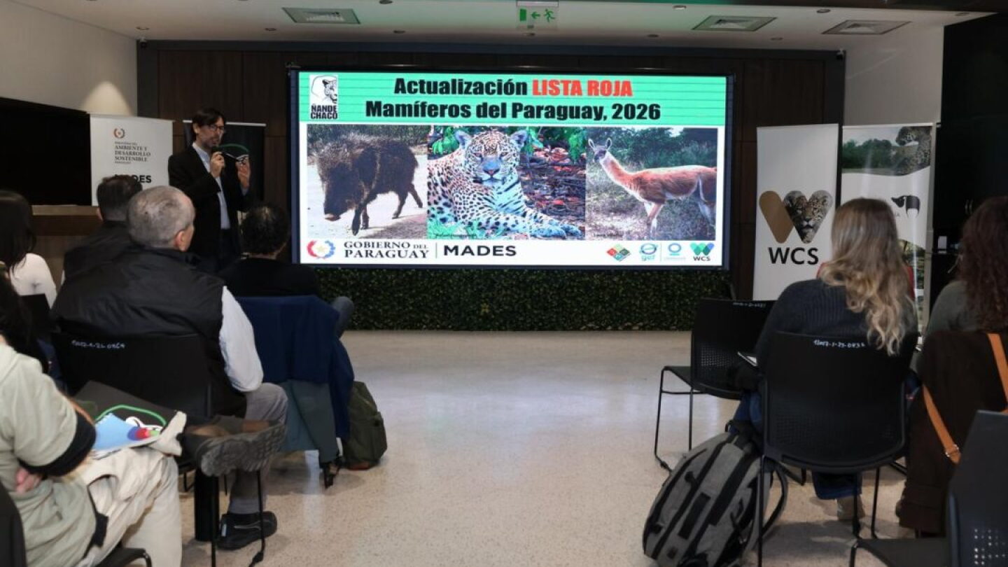 Actualizan lista roja de mamíferos del Paraguay tras 10 años y el yaguareté sigue incluido