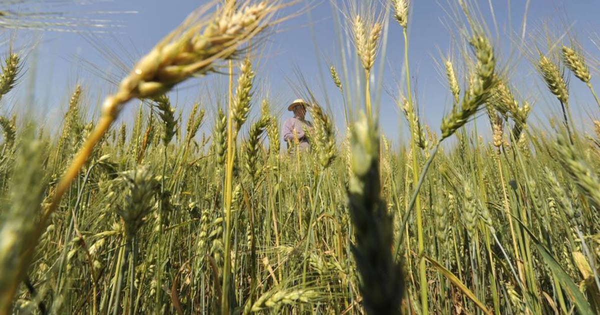 Clima y costos impactan en la rentabilidad del maíz zafriña