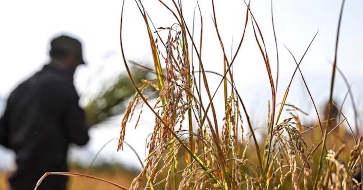 Arroz paraguayo conquistó el mercado turco, que se sumó como nuevo destino en abril