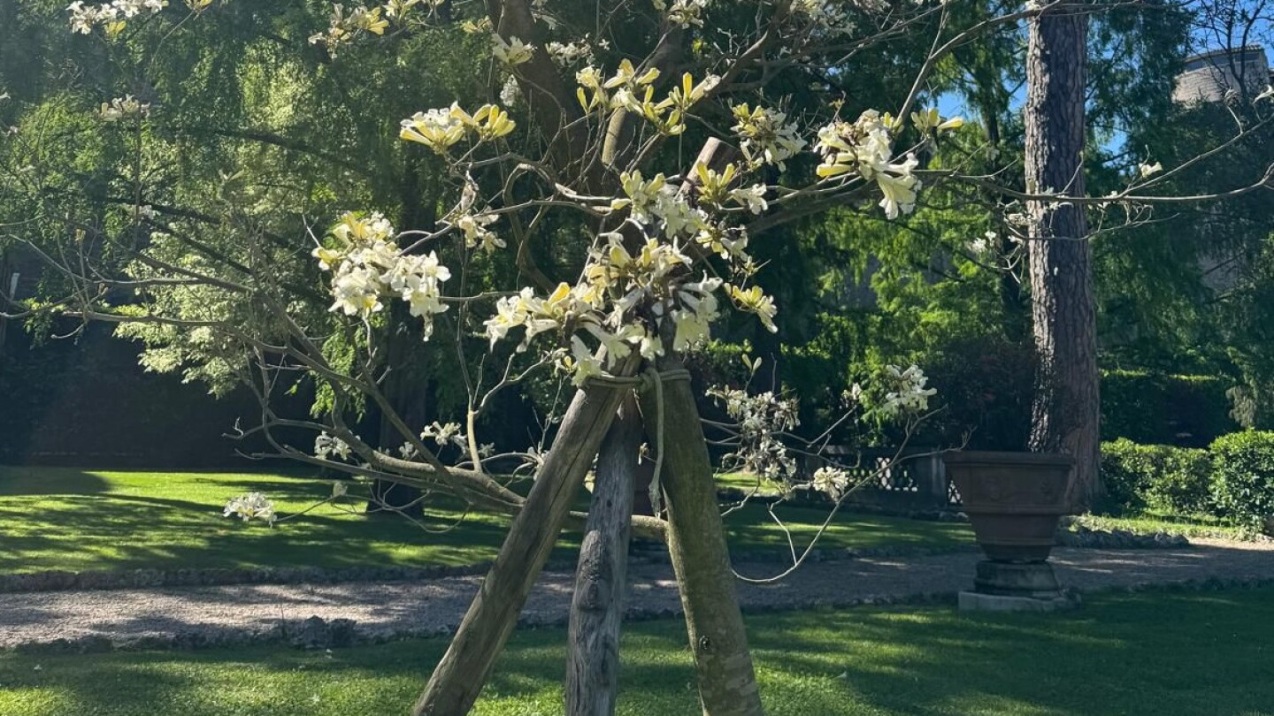El tajy que se impone en los jardines del Vaticano, el árbol fue plantado por obispos paraguayos