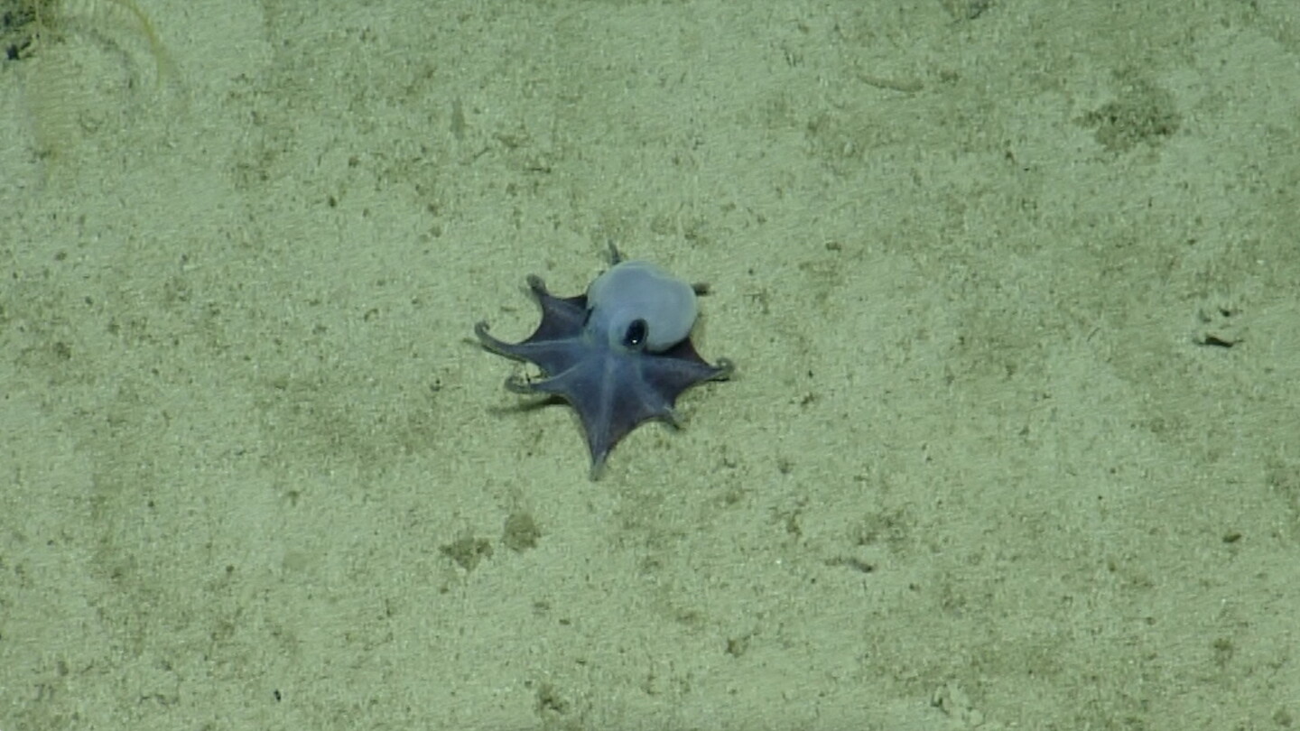 Descubren nueva especie de pequeño pulpo azul en el archipiélago ecuatoriano de Galápagos