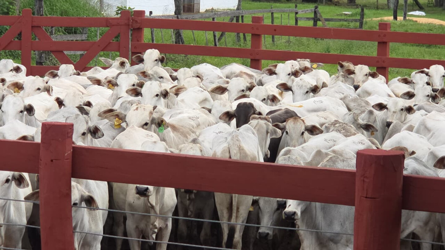 Detectan 13 animales con presunta procedencia brasileña entre ganado retenido en Concepción