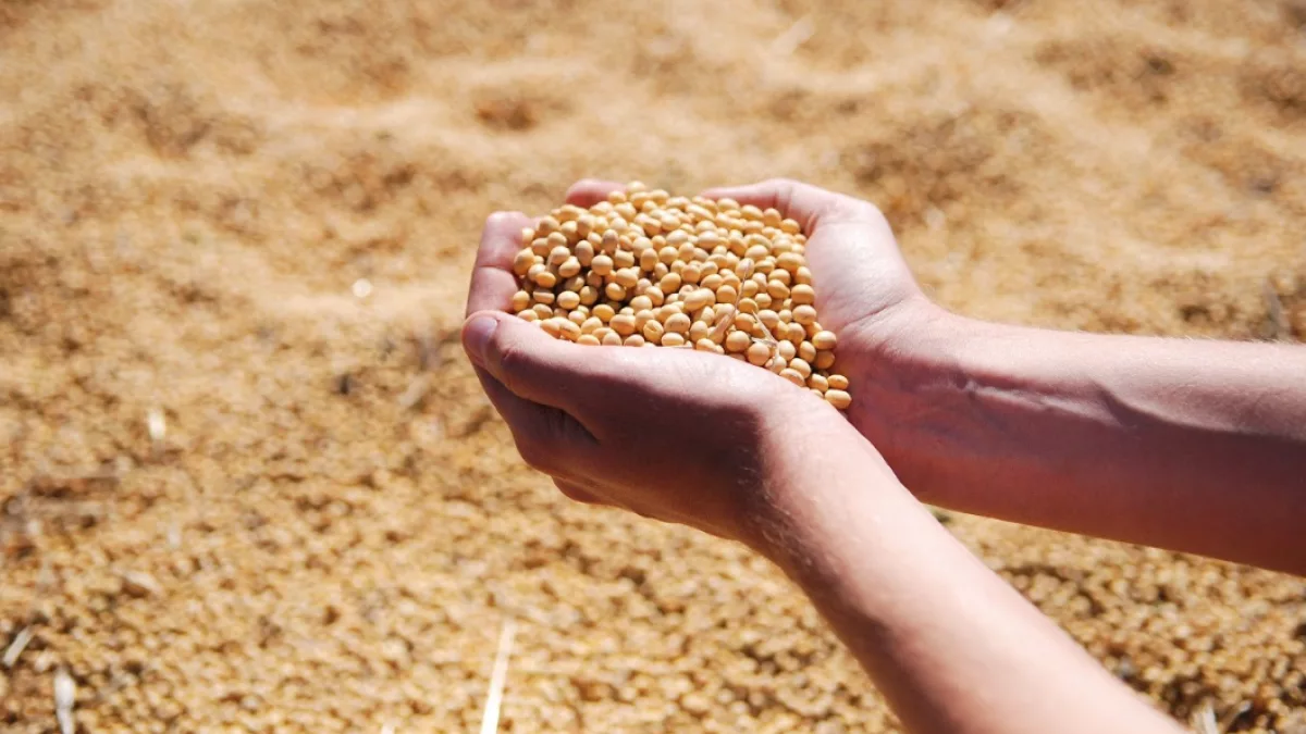 Soja zafriña deja rindes de hasta 2.400 kilos por hectárea y productores proyectan mantener el área de siembra