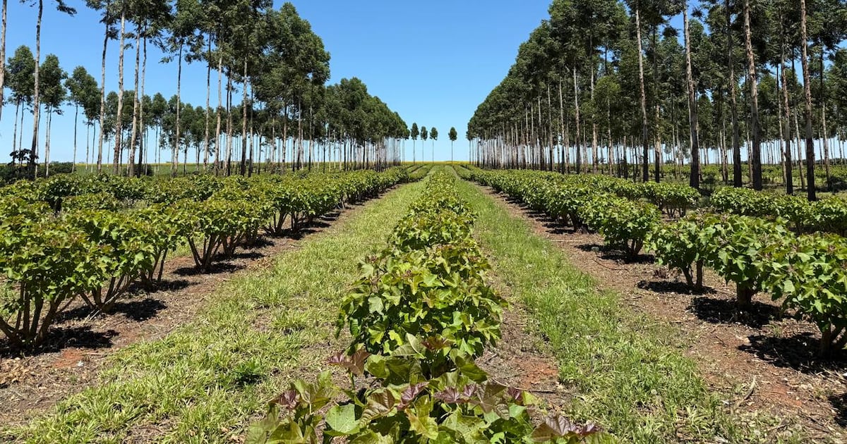 San Pedro apuesta por la nuez chuta: Paraguay exporta hacia Alemania