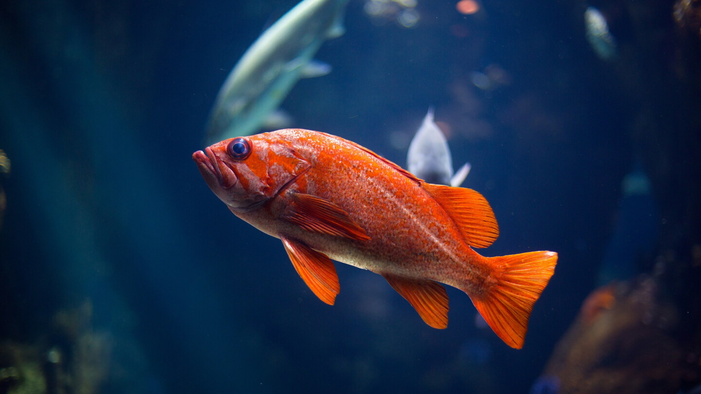Un robot revela cómo algunos peces se desplazan fuera del agua