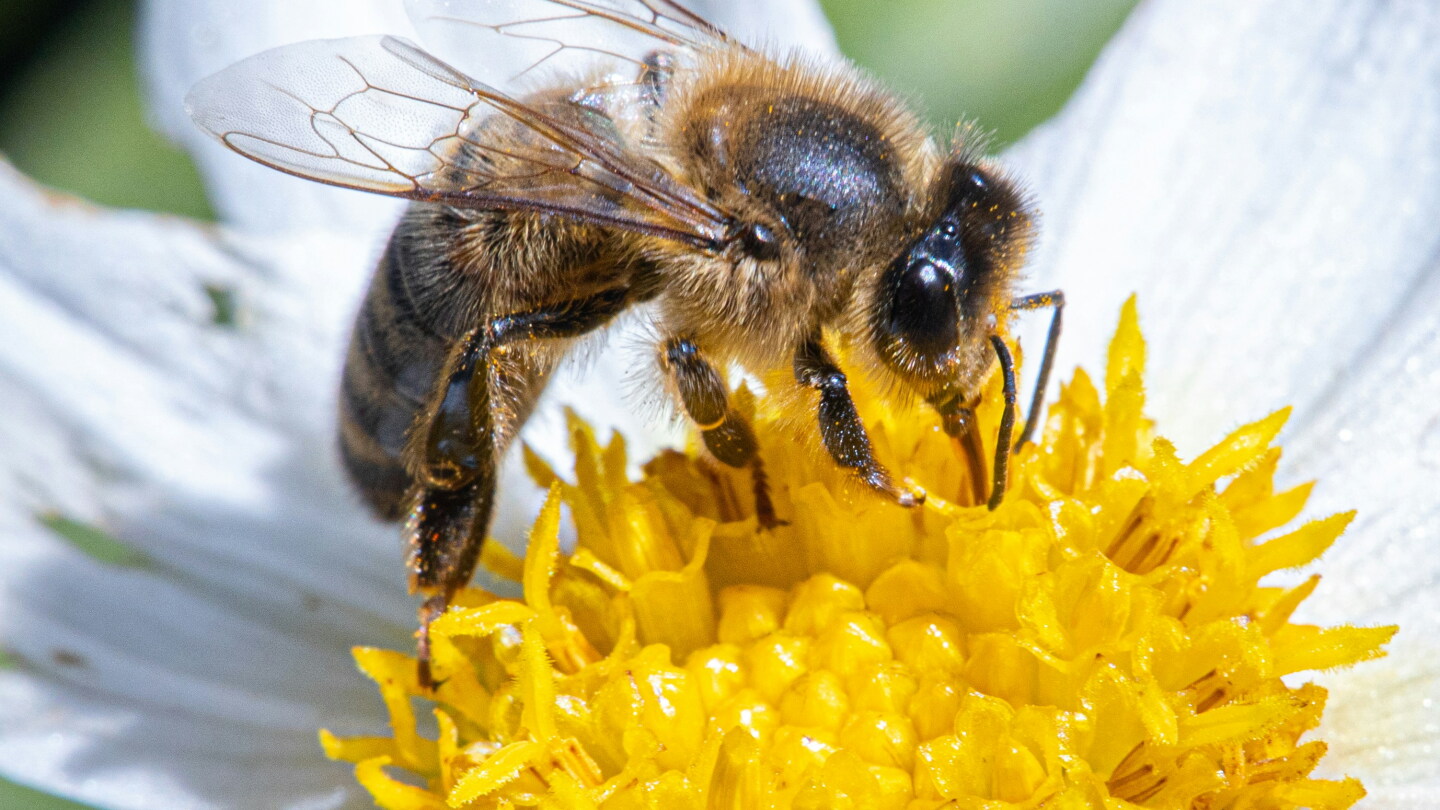 El abejorro se convierte en el primer insecto en resolver problemas complejos