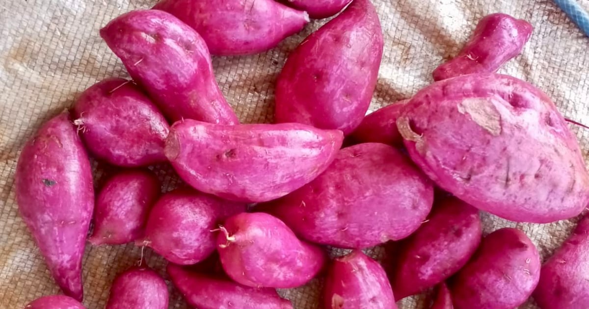 Batata morada retorna a los cultivos de Caaguazú con potencial comercial