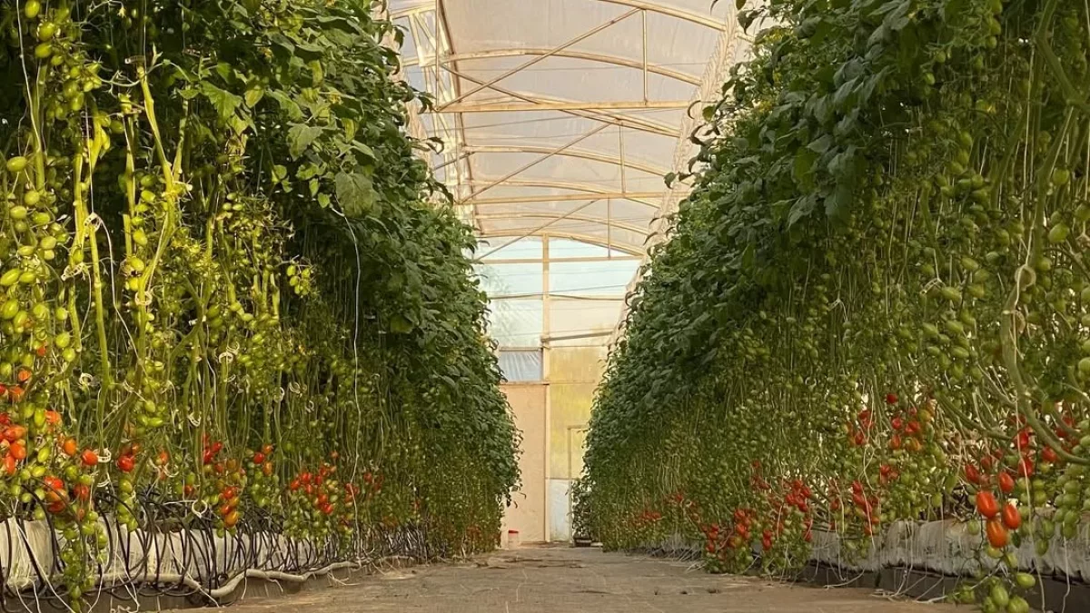 Froniva: la solución de inteligencia artificial que revoluciona las ventas agrícolas