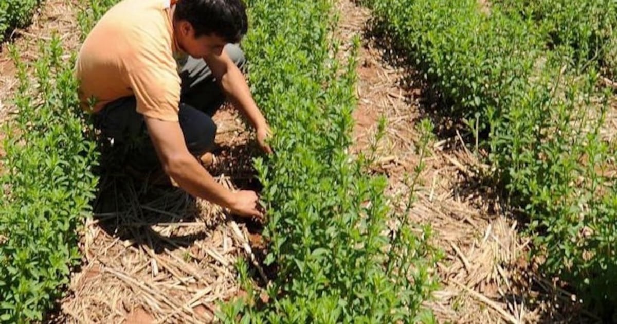 Reportan récord de exportación de stevia al cierre de mayo
