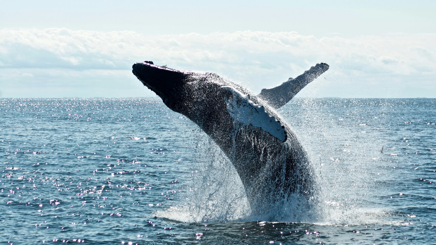Científicos chinos descubren el mayor cementerio de ballenas en el mundo