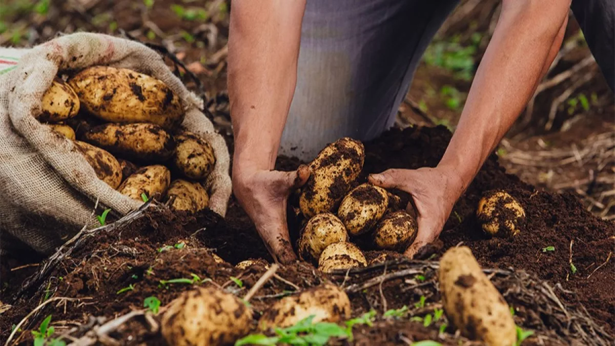 Papa paraguaya en expansión: productores lanzan la campaña 2026-2027 y proyectan hasta 1.000 hectáreas de cultivo