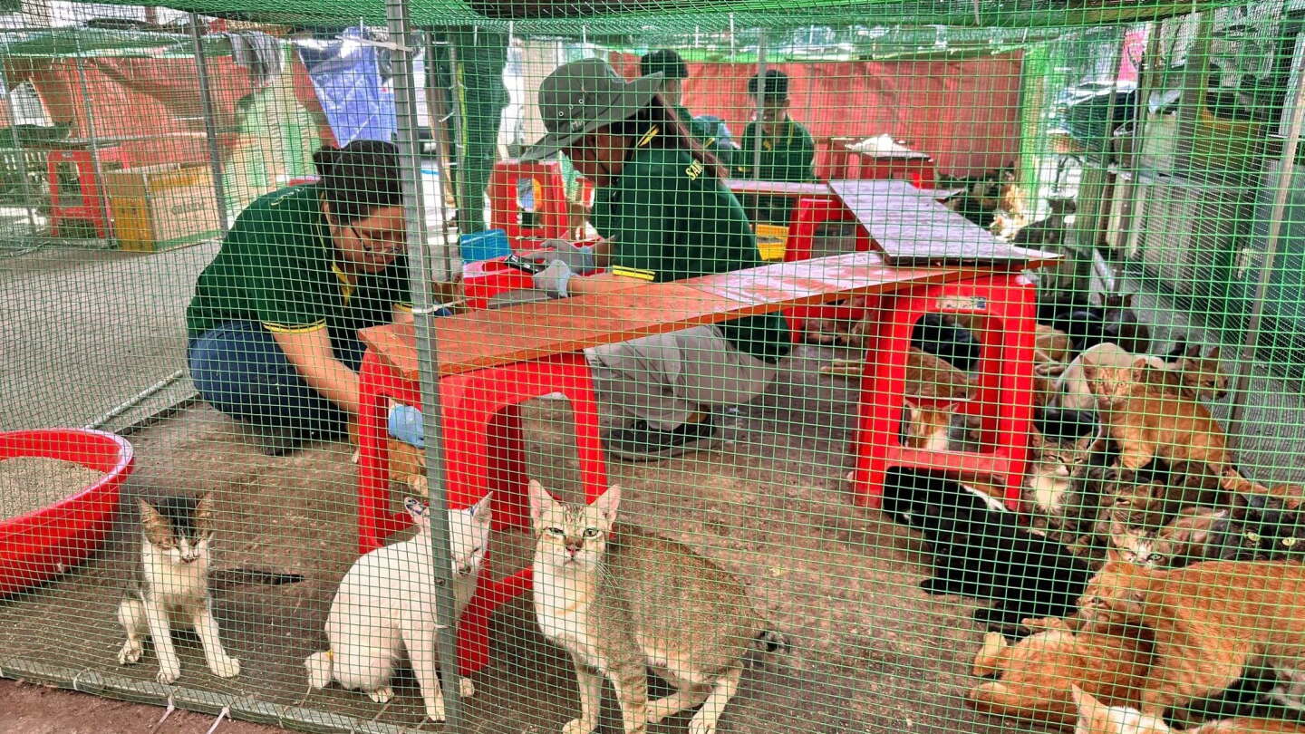 Cerca de 400 gatos son rescatados en Vietnam de una red de comercialización de carne animal