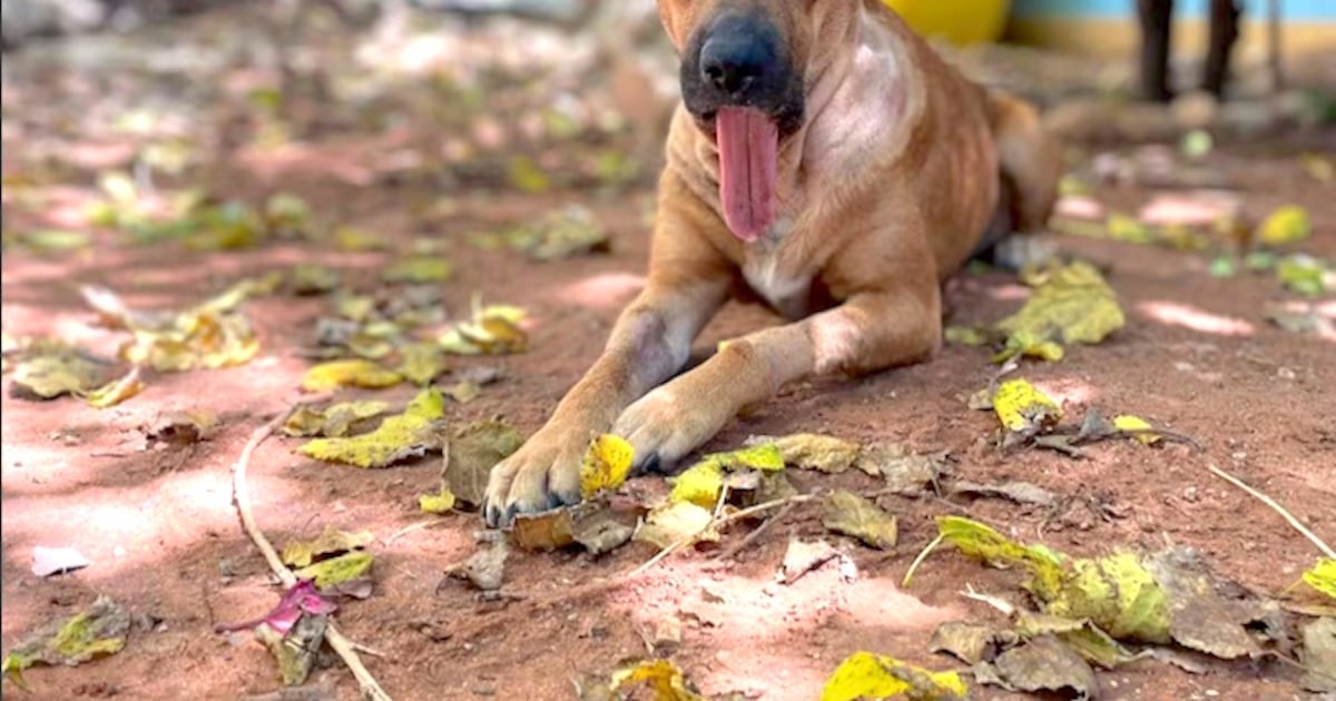 Caso Canela: resolución judicial prioriza vínculo familiar por encima del bienestar de la mascota