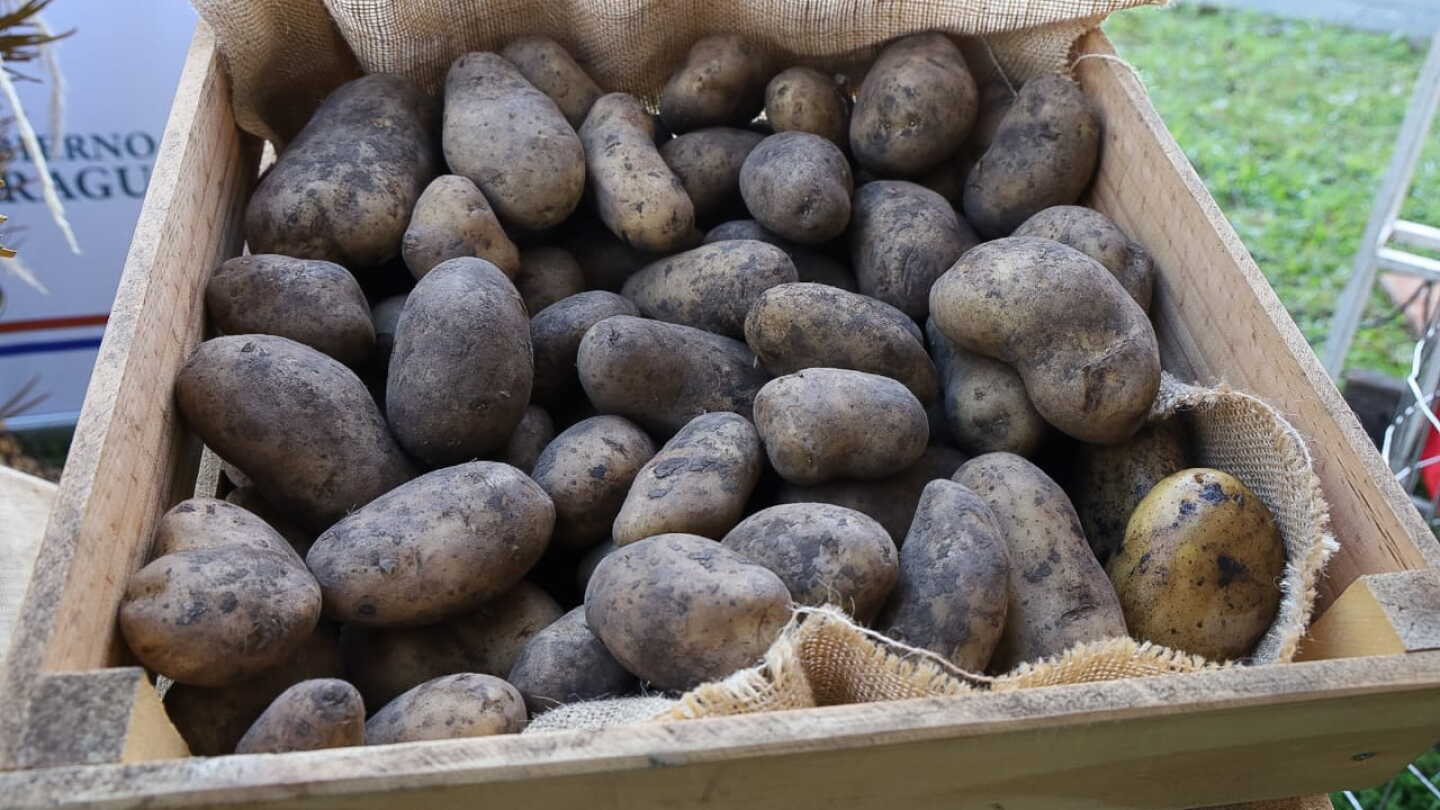 MAG invierte G. 6.699 millones en siembra de papa y beneficiar a casi 1.200 productores